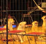 Löwen in Circussen