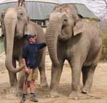 Asiatische Elefanten im Tierpark Hellabrunn