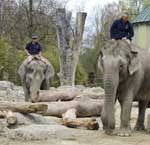 Elefanten reiten im Tierpark Hellabrunn