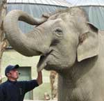 Elefantenvorführung im Tierpark Hellabrunn