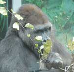 Die Gorilla-Familie im Tierpark Hellabrunn