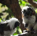 Liszt-Äffchen im Tierpark Hellabrunn