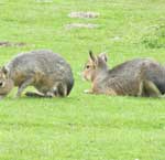 Hasen im Tierpark Hellabrunn