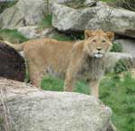 Löwen im Tierpark Hellabrunn