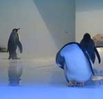 Pinguine im Tierpark Hellabrunn
