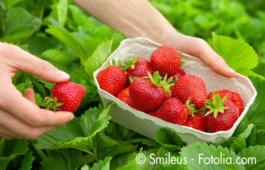 Erdbeeren Funck