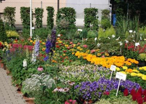 Bild zu Blumen - Gärtnerei Heim