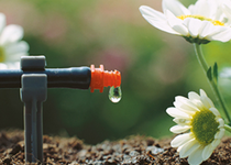 Bild zu Sauter Gartenbau