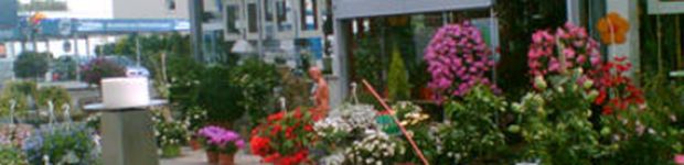 Bild zu Blumen EURO Blumencenter
