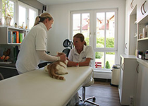 Bild zu Tierarztpraxis am Ilsesee - Veternicum Königsbrunn GmbH