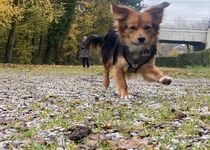 Bild zu Hundeschule Smart Dogs Wuppertal