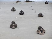 Nutzerbilder Kurverwaltung Helgoland