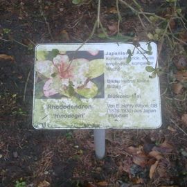 Rhododendron Pfad im Stadtpark in Hamburg