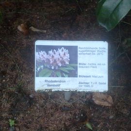 Rhododendron Pfad im Stadtpark in Hamburg