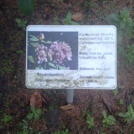 Rhododendron Pfad im Stadtpark in Hamburg