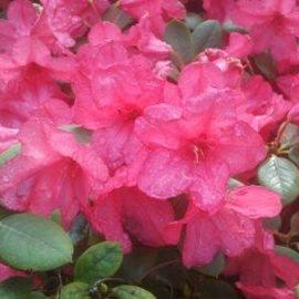 Rhododendron Pfad im Stadtpark in Hamburg