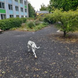 Bramfelder Lesegarten in Hamburg