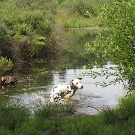 Naturschutzgebiet Raakmoor in Hamburg