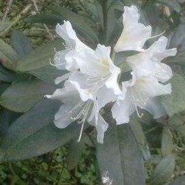 Rhododendron Pfad im Stadtpark in Hamburg