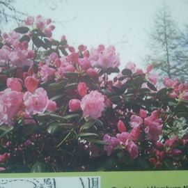 Rhododendron Pfad im Stadtpark in Hamburg