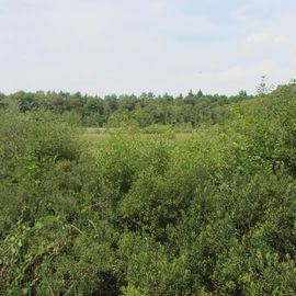 Naturschutzgebiet Raakmoor in Hamburg