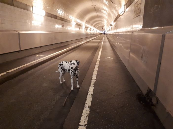 Nutzerbilder Alter Elbtunnel