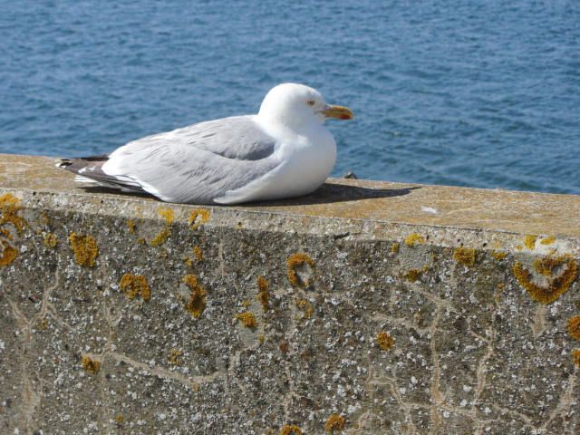 Nutzerbilder Kurverwaltung Helgoland