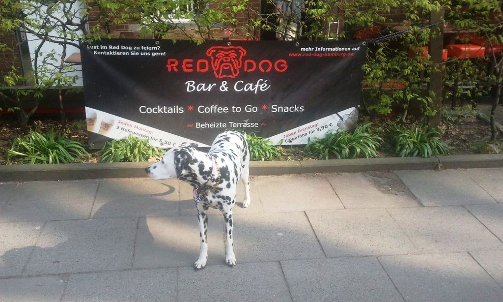 Nutzerfoto 1 Red Dog *Cafe *Bar