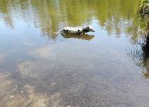 Bild zu Pilgerweg im Stadtpark