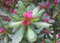 Bild zu Rhododendron Pfad im Stadtpark