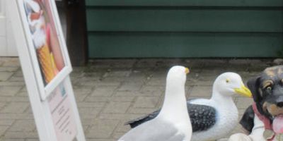 Verein Jordsand Zum Schutze Der Seevögel e.V. in Helgoland