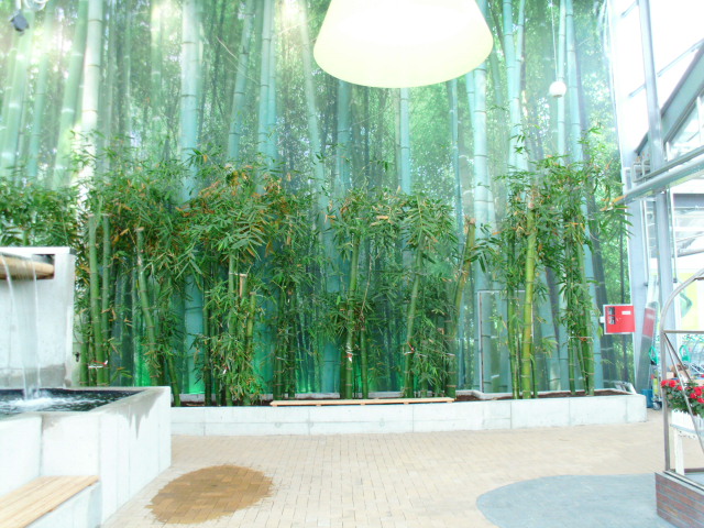 Bild 24 Pflanzen Kölle Gartencenter GmbH & Co. KG in Hamburg