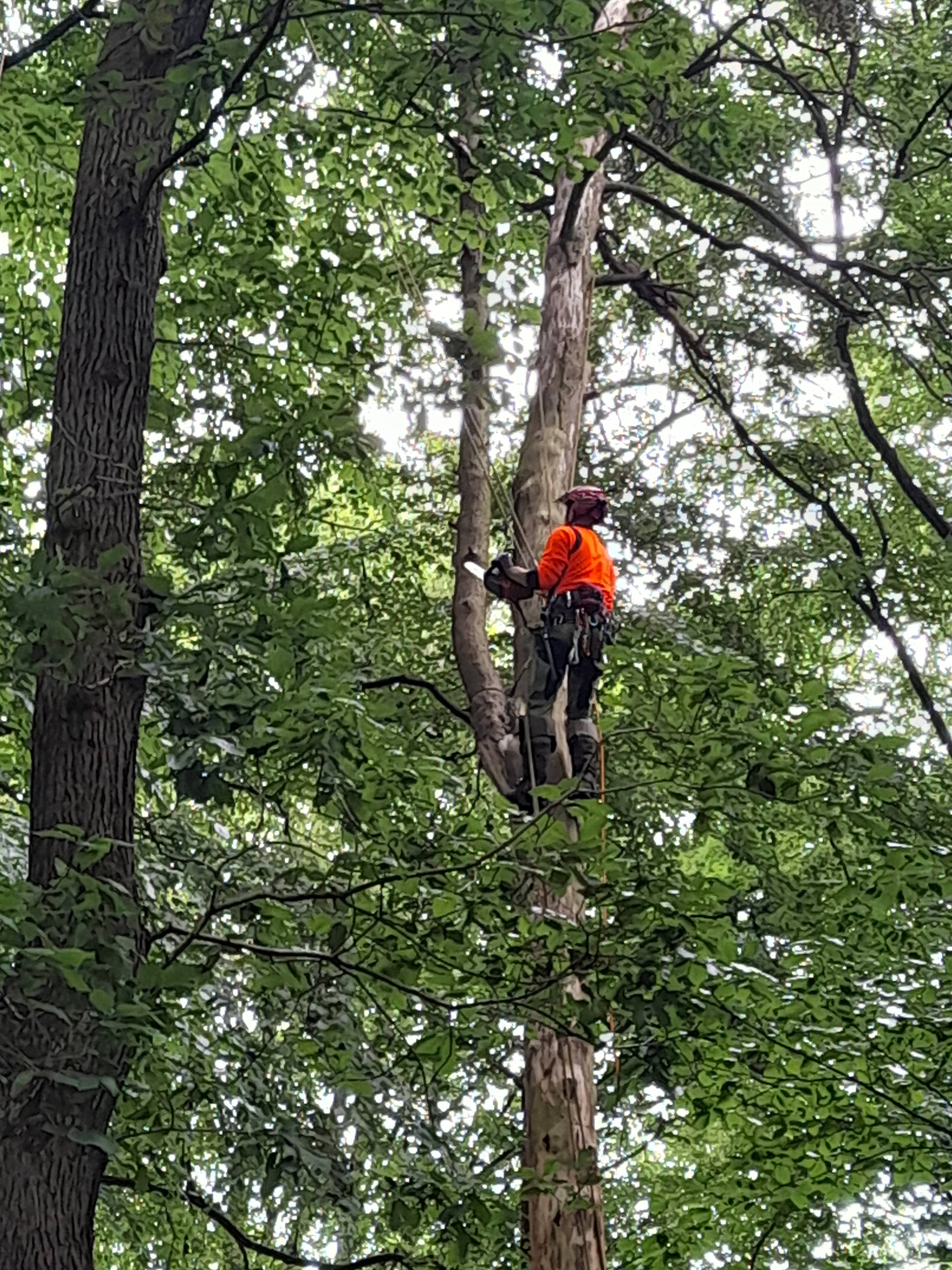 Bild 12 Baumpflege Tessendorf in Dassendorf