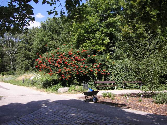 Bild 21 Botanischer Garten der Universität Hamburg Loki-Schmidt-Garten in Hamburg