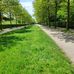 Platanenallee im Stadtpark in Hamburg