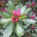 Rhododendron Pfad im Stadtpark in Hamburg