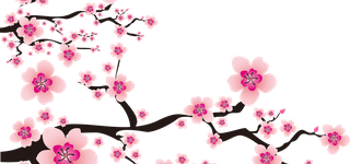 Bild zu Die Kirschblüte