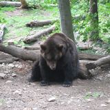 Alternativer Bärenpark Worbis in Worbis Stadt Leinefelde-Worbis