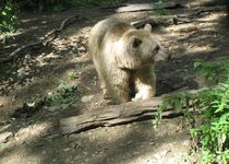 Bild zu Alternativer Bärenpark Worbis