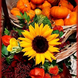 Herbst mit Sonnenblume/ Skimie/ Färberdistel...