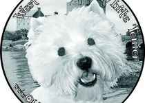 Bild zu Of Mindfully Sam Hobbyzucht West Highland White Terrier