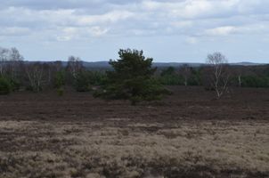 Bild zu Heide Naturschutzgebiet