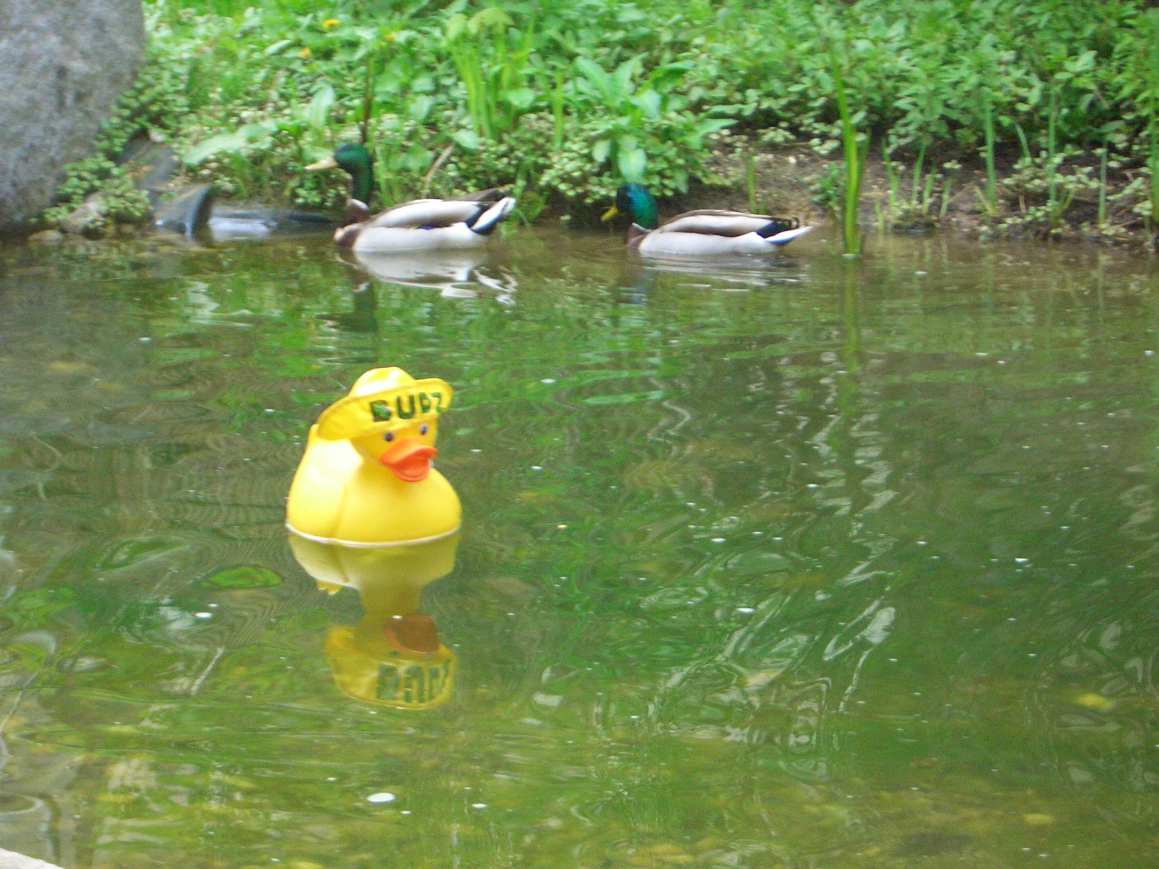 Die BUDZ Ente im Garten - Teich