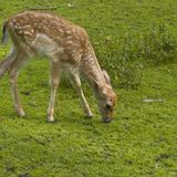 Tierpark Alsdorfer Weiher in Alsdorf im Rheinland