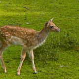 Tierpark Alsdorfer Weiher in Alsdorf im Rheinland