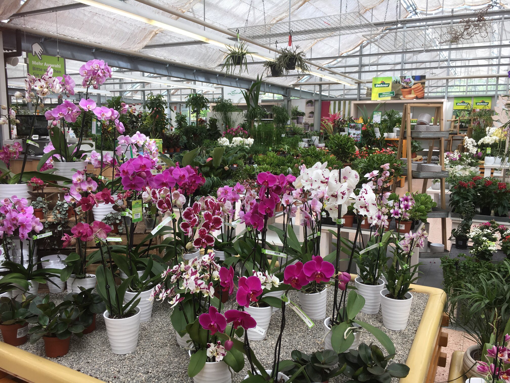 Orchideen bei Dehner
