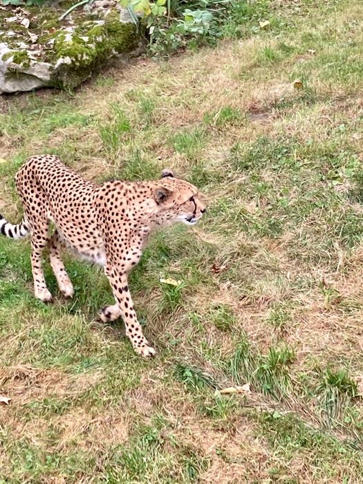 Zoologischer Garten - Kölner Zoo