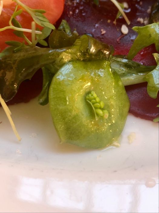 Salatdetail - wer kennt diese Pflanze?