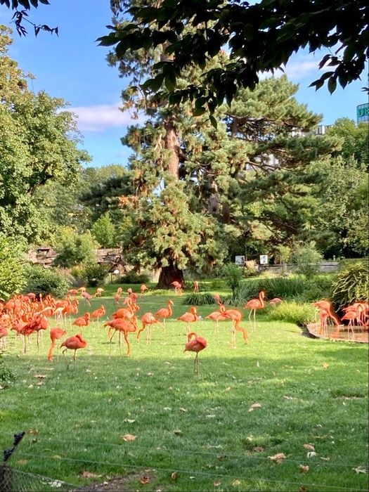 Zoologischer Garten - Kölner Zoo