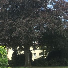 Friedhof Kohlenstr. in Wuppertal